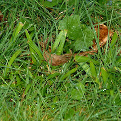 Agapanthus praecox subsp. minimus
