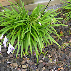 Flowering and self-seeding into a gravel garden, Whanganui.<br>Photographer: Colin C. Ogle, Date taken: 20/10/2016, Licence: <a target='_blank' href='https://creativecommons.org/licenses/by-nc/4.0'>CC BY-NC</a>.