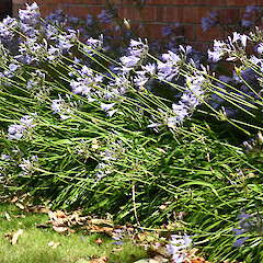 Planted row, St Hill St, Whanganui.<br>Photographer: Colin C. Ogle, Date taken: 16/12/2016, Licence: <a target='_blank' href='https://creativecommons.org/licenses/by-nc/4.0'>CC BY-NC</a>. <a class='member-message' href='/nzpcn/why-join-nzpcn/' target='_blank'>Members can view a larger version of this image.</a>