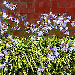 Planted row, St Hill St, Whanganui.<br>Photographer: Colin C. Ogle, Date taken: 16/12/2016, Licence: <a target='_blank' href='https://creativecommons.org/licenses/by-nc/4.0'>CC BY-NC</a>. <a class='member-message' href='/nzpcn/why-join-nzpcn/' target='_blank'>Members can view a larger version of this image.</a>