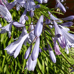 Planted specimen, St Hill St, Whanganui.<br>Photographer: Colin C. Ogle, Date taken: 16/12/2016, Licence: <a target='_blank' href='https://creativecommons.org/licenses/by-nc/4.0'>CC BY-NC</a>.