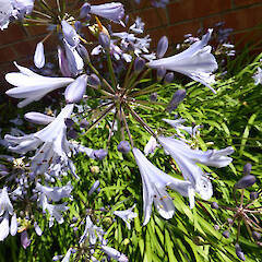 Planted specimen, St Hill St, Whanganui.<br>Photographer: Colin C. Ogle, Date taken: 16/12/2016, Licence: <a target='_blank' href='https://creativecommons.org/licenses/by-nc/4.0'>CC BY-NC</a>. <a class='member-message' href='/nzpcn/why-join-nzpcn/' target='_blank'>Members can view a larger version of this image.</a>