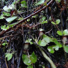 Hunua Range.<br>Photographer: Carlos A. Lehnebach, Licence: All rights reserved. <a class='member-message' href='/nzpcn/why-join-nzpcn/' target='_blank'>Members can view a larger version of this image.</a>