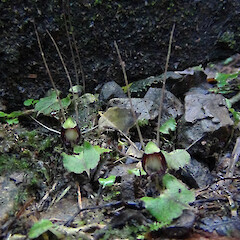 Hunua Range.<br>Photographer: Carlos A. Lehnebach, Licence: All rights reserved. <a class='member-message' href='/nzpcn/why-join-nzpcn/' target='_blank'>Members can view a larger version of this image.</a>