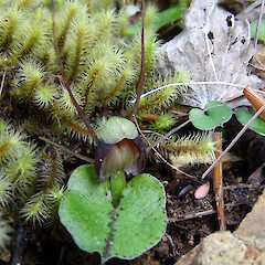Richmond Forest Park.<br>Photographer: Carlos A. Lehnebach, Licence: All rights reserved. <a class='member-message' href='/nzpcn/why-join-nzpcn/' target='_blank'>Members can view a larger version of this image.</a>