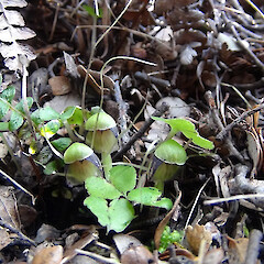 Richmond Forest Park.<br>Photographer: Carlos A. Lehnebach, Licence: All rights reserved. <a class='member-message' href='/nzpcn/why-join-nzpcn/' target='_blank'>Members can view a larger version of this image.</a>