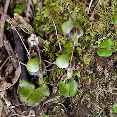 Tararua Forest Park.<br>Photographer: Jeremy R. Rolfe, Date taken: 18/08/2007, Licence: <a target='_blank' href='https://creativecommons.org/licenses/by/4.0'>CC BY</a>. <a class='member-message' href='/nzpcn/why-join-nzpcn/' target='_blank'>Members can view a larger version of this image.</a>