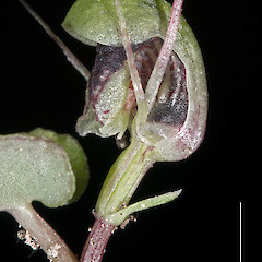 Tararua Forest Park.<br>Photographer: Jeremy R. Rolfe, Date taken: 18/08/2007, Licence: <a target='_blank' href='https://creativecommons.org/licenses/by/4.0'>CC BY</a>. <a class='member-message' href='/nzpcn/why-join-nzpcn/' target='_blank'>Members can view a larger version of this image.</a>