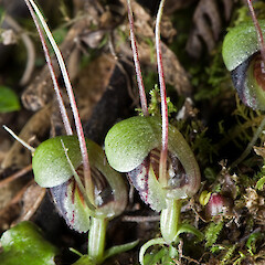Tararua Forest Park.<br>Photographer: Jeremy R. Rolfe, Date taken: 18/08/2007, Licence: <a target='_blank' href='https://creativecommons.org/licenses/by/4.0'>CC BY</a>. <a class='member-message' href='/nzpcn/why-join-nzpcn/' target='_blank'>Members can view a larger version of this image.</a>