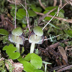 Aorangi Range.<br>Photographer: Jeremy R. Rolfe, Date taken: 08/09/2007, Licence: <a target='_blank' href='https://creativecommons.org/licenses/by/4.0'>CC BY</a>. <a class='member-message' href='/nzpcn/why-join-nzpcn/' target='_blank'>Members can view a larger version of this image.</a>