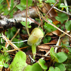 Kahurangi National Park.<br>Photographer: Carlos A. Lehnebach, Licence: All rights reserved. <a class='member-message' href='/nzpcn/why-join-nzpcn/' target='_blank'>Members can view a larger version of this image.</a>