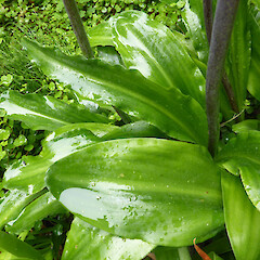 Rosette of leaves with flower stems emerging; garden, Whanganui.<br>Photographer: Colin C. Ogle, Date taken: 25/09/2015, Licence: <a target='_blank' href='https://creativecommons.org/licenses/by-nc/4.0'>CC BY-NC</a>. <a class='member-message' href='/nzpcn/why-join-nzpcn/' target='_blank'>Members can view a larger version of this image.</a>