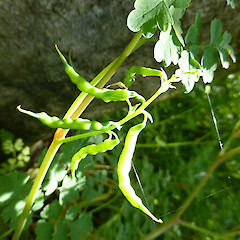 Capsules on plants establishing in extensive garden, near Kakariki, Rangitikei.<br>Photographer: Colin C. Ogle, Date taken: 31/10/2015, Licence: <a target='_blank' href='https://creativecommons.org/licenses/by-nc/4.0'>CC BY-NC</a>. <a class='member-message' href='/nzpcn/why-join-nzpcn/' target='_blank'>Members can view a larger version of this image.</a>