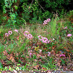Below Great North Road, Whanganui, c. 25 flowering plants over 25 m of bank.<br>Photographer: Graeme La Cock, Date taken: 16/06/2005, Licence: <a target='_blank' href='https://creativecommons.org/licenses/by-nc/4.0'>CC BY-NC</a>. <a class='member-message' href='/nzpcn/why-join-nzpcn/' target='_blank'>Members can view a larger version of this image.</a>