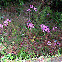 Below Great North Road, Whanganui, c. 25 flowering plants over 25 m of bank.<br>Photographer: Graeme La Cock, Date taken: 16/06/2005, Licence: <a target='_blank' href='https://creativecommons.org/licenses/by-nc/4.0'>CC BY-NC</a>. <a class='member-message' href='/nzpcn/why-join-nzpcn/' target='_blank'>Members can view a larger version of this image.</a>