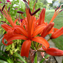 Garden, Whanganui; bulbs from beside Rangitikei R in 2007 (garden discard?).<br>Photographer: Colin C. Ogle, Date taken: 13/03/2018, Licence: <a target='_blank' href='https://creativecommons.org/licenses/by-nc/4.0'>CC BY-NC</a>. <a class='member-message' href='/nzpcn/why-join-nzpcn/' target='_blank'>Members can view a larger version of this image.</a>