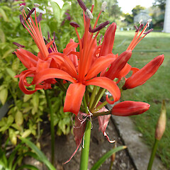 Garden, Whanganui; bulbs from beside Rangitikei R in 2007 (garden discard?).<br>Photographer: Colin C. Ogle, Date taken: 13/03/2018, Licence: <a target='_blank' href='https://creativecommons.org/licenses/by-nc/4.0'>CC BY-NC</a>. <a class='member-message' href='/nzpcn/why-join-nzpcn/' target='_blank'>Members can view a larger version of this image.</a>