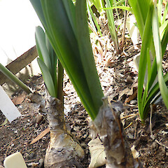 Garden, Whanganui; non-flowering bulb with emerging new leaves (ex-Rangitikei R bank).<br>Photographer: Colin C. Ogle, Date taken: 14/03/2018, Licence: <a target='_blank' href='https://creativecommons.org/licenses/by-nc/4.0'>CC BY-NC</a>. <a class='member-message' href='/nzpcn/why-join-nzpcn/' target='_blank'>Members can view a larger version of this image.</a>