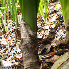 Garden, Whanganui; flowering bulb with emerging new leaves (ex-Rangitikei R bank).<br>Photographer: Colin C. Ogle, Date taken: 14/03/2018, Licence: <a target='_blank' href='https://creativecommons.org/licenses/by-nc/4.0'>CC BY-NC</a>. <a class='member-message' href='/nzpcn/why-join-nzpcn/' target='_blank'>Members can view a larger version of this image.</a>