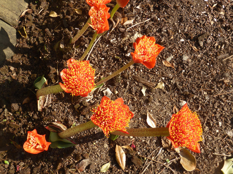 Haemanthus coccineus • New Zealand Plant Conservation Network