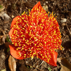 Garden, Forres St, Whanganui. Flowers surrounded by scarlet bracts (spathe).<br>Photographer: Colin C. Ogle, Date taken: 15/03/2015, Licence: <a target='_blank' href='https://creativecommons.org/licenses/by-nc/4.0'>CC BY-NC</a>. <a class='member-message' href='/nzpcn/why-join-nzpcn/' target='_blank'>Members can view a larger version of this image.</a>