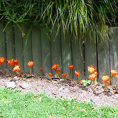 Garden, Forres St, Whanganui.<br>Photographer: Colin C. Ogle, Date taken: 05/03/2013, Licence: <a target='_blank' href='https://creativecommons.org/licenses/by-nc/4.0'>CC BY-NC</a>. <a class='member-message' href='/nzpcn/why-join-nzpcn/' target='_blank'>Members can view a larger version of this image.</a>