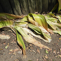 Dying leaves (new ones appear after flowering in February); garden, Whanganui.<br>Photographer: Colin C. Ogle, Date taken: 29/11/2016, Licence: <a target='_blank' href='https://creativecommons.org/licenses/by-nc/4.0'>CC BY-NC</a>. <a class='member-message' href='/nzpcn/why-join-nzpcn/' target='_blank'>Members can view a larger version of this image.</a>