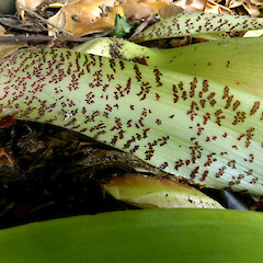 Reddish markings on basal portion of leaf underside; garden, Whanganui.<br>Photographer: Colin C. Ogle, Date taken: 29/11/2016, Licence: <a target='_blank' href='https://creativecommons.org/licenses/by-nc/4.0'>CC BY-NC</a>. <a class='member-message' href='/nzpcn/why-join-nzpcn/' target='_blank'>Members can view a larger version of this image.</a>