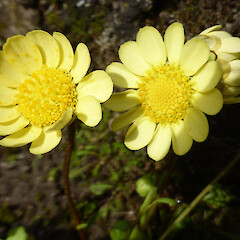Gravel waste area; central Whanganui. Ray (ligulate) florets cream to pale yellow.<br>Photographer: Colin C. Ogle, Date taken: 09/10/2016, Licence: <a target='_blank' href='https://creativecommons.org/licenses/by-nc/4.0'>CC BY-NC</a>. <a class='member-message' href='/nzpcn/why-join-nzpcn/' target='_blank'>Members can view a larger version of this image.</a>