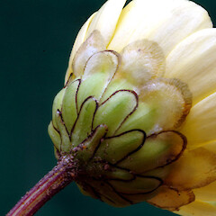 Gravel waste area; central Whanganui. Involucral bracts membranous.<br>Photographer: Colin C. Ogle, Date taken: 09/10/2016, Licence: <a target='_blank' href='https://creativecommons.org/licenses/by-nc/4.0'>CC BY-NC</a>. <a class='member-message' href='/nzpcn/why-join-nzpcn/' target='_blank'>Members can view a larger version of this image.</a>