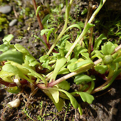 Gravel waste area; central Whanganui. Basal leaves spathulate, sparingly toothed, semi-succulent.<br>Photographer: Colin C. Ogle, Date taken: 09/10/2016, Licence: <a target='_blank' href='https://creativecommons.org/licenses/by-nc/4.0'>CC BY-NC</a>. <a class='member-message' href='/nzpcn/why-join-nzpcn/' target='_blank'>Members can view a larger version of this image.</a>