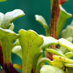 Gravel waste area; central Whanganui. Basal leaves - details.<br>Photographer: Colin C. Ogle, Date taken: 09/10/2016, Licence: <a target='_blank' href='https://creativecommons.org/licenses/by-nc/4.0'>CC BY-NC</a>. <a class='member-message' href='/nzpcn/why-join-nzpcn/' target='_blank'>Members can view a larger version of this image.</a>