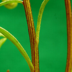 Gravel waste area; central Whanganui. Cauline leaves & stem.<br>Photographer: Colin C. Ogle, Date taken: 09/10/2016, Licence: <a target='_blank' href='https://creativecommons.org/licenses/by-nc/4.0'>CC BY-NC</a>. <a class='member-message' href='/nzpcn/why-join-nzpcn/' target='_blank'>Members can view a larger version of this image.</a>