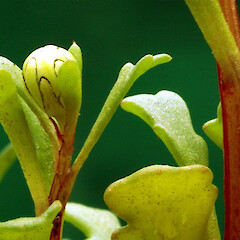 Gravel waste area; central Whanganui. Basal leaves + emerging young capitulum.<br>Photographer: Colin C. Ogle, Date taken: 09/10/2016, Licence: <a target='_blank' href='https://creativecommons.org/licenses/by-nc/4.0'>CC BY-NC</a>. <a class='member-message' href='/nzpcn/why-join-nzpcn/' target='_blank'>Members can view a larger version of this image.</a>