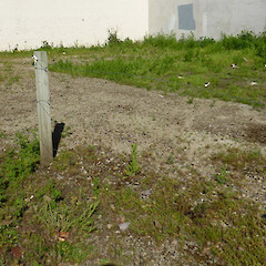 Gravel waste area; central Whanganui. Habitat of Coleostephus myconis.<br>Photographer: Colin C. Ogle, Date taken: 09/10/2016, Licence: <a target='_blank' href='https://creativecommons.org/licenses/by-nc/4.0'>CC BY-NC</a>. <a class='member-message' href='/nzpcn/why-join-nzpcn/' target='_blank'>Members can view a larger version of this image.</a>