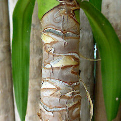 Trunk of potted plant, Whanganui; rooted plant from Patea’s green waste dump in 2010.<br>Photographer: Colin C. Ogle, Date taken: 03/10/2016, Licence: <a target='_blank' href='https://creativecommons.org/licenses/by-nc/4.0'>CC BY-NC</a>. <a class='member-message' href='/nzpcn/why-join-nzpcn/' target='_blank'>Members can view a larger version of this image.</a>