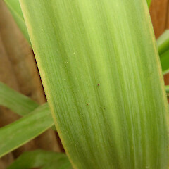 Leaf underside of potted plant, Whanganui; rooted plant from Patea’s green waste dump in 2010.<br>Photographer: Colin C. Ogle, Date taken: 03/10/2016, Licence: <a target='_blank' href='https://creativecommons.org/licenses/by-nc/4.0'>CC BY-NC</a>. <a class='member-message' href='/nzpcn/why-join-nzpcn/' target='_blank'>Members can view a larger version of this image.</a>