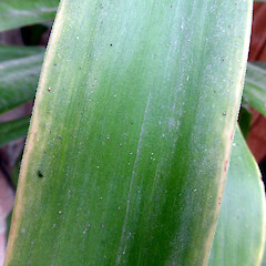 Leaf upper surface of potted plant, Whanganui; rooted plant from Patea’s green waste dump in 2010.<br>Photographer: Unknown, Date taken: 03/10/2016, Licence: All rights reserved. <a class='member-message' href='/nzpcn/why-join-nzpcn/' target='_blank'>Members can view a larger version of this image.</a>