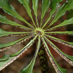 ‘centre’ of leaf stalk; garden, Fordell, Whanganui.<br>Photographer: Colin C. Ogle, Date taken: 06/11/2010, Licence: <a target='_blank' href='https://creativecommons.org/licenses/by-nc/4.0'>CC BY-NC</a>. <a class='member-message' href='/nzpcn/why-join-nzpcn/' target='_blank'>Members can view a larger version of this image.</a>