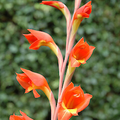 Garden, Whanganui.<br>Photographer: Colin C. Ogle, Date taken: 27/05/2011, Licence: <a target='_blank' href='https://creativecommons.org/licenses/by-nc/4.0'>CC BY-NC</a>. <a class='member-message' href='/nzpcn/why-join-nzpcn/' target='_blank'>Members can view a larger version of this image.</a>