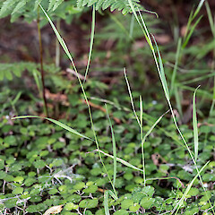 Simplicia felix growing sparsely through a ground cover of Australina pusilla. Wairarapa.<br>Photographer: Jeremy R. Rolfe, Date taken: 26/02/2014, Licence: <a target='_blank' href='https://creativecommons.org/licenses/by/4.0'>CC BY</a>. <a class='member-message' href='/nzpcn/why-join-nzpcn/' target='_blank'>Members can view a larger version of this image.</a>