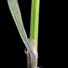 Simplicia felix leaf base and ligule. Wairarapa.<br>Photographer: Jeremy R. Rolfe, Date taken: 01/03/2014, Licence: <a target='_blank' href='https://creativecommons.org/licenses/by/4.0'>CC BY</a>. <a class='member-message' href='/nzpcn/why-join-nzpcn/' target='_blank'>Members can view a larger version of this image.</a>