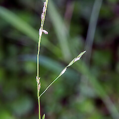 Simplicia felix inflorescence. Wairarapa.<br>Photographer: Jeremy R. Rolfe, Date taken: 26/02/2014, Licence: <a target='_blank' href='https://creativecommons.org/licenses/by/4.0'>CC BY</a>. <a class='member-message' href='/nzpcn/why-join-nzpcn/' target='_blank'>Members can view a larger version of this image.</a>