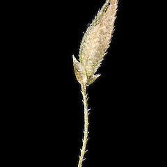 Simplicia felix spikelet showing reduced glumes and lemma. Wairarapa.<br>Photographer: Jeremy R. Rolfe, Date taken: 27/03/2016, Licence: <a target='_blank' href='https://creativecommons.org/licenses/by/4.0'>CC BY</a>. <a class='member-message' href='/nzpcn/why-join-nzpcn/' target='_blank'>Members can view a larger version of this image.</a>