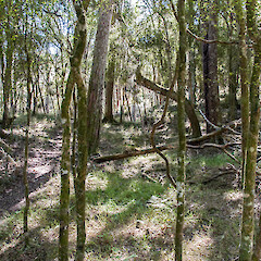 Simplicia felix habitat of lightly shaded forest with sparse understorey. Wairarapa.<br>Photographer: Jeremy R. Rolfe, Date taken: 27/02/2014, Licence: <a target='_blank' href='https://creativecommons.org/licenses/by/4.0'>CC BY</a>. <a class='member-message' href='/nzpcn/why-join-nzpcn/' target='_blank'>Members can view a larger version of this image.</a>