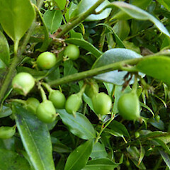 Sarcococca ruscifolia