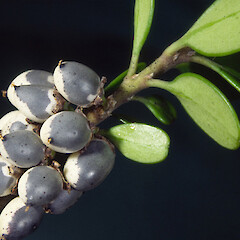 Ripe fruit, in garden, plant originally from wild at Pukerua Bay.<br>Photographer: Colin C. Ogle, Date taken: 01/05/1992, Licence: <a target='_blank' href='https://creativecommons.org/licenses/by-nc/4.0'>CC BY-NC</a>. <a class='member-message' href='/nzpcn/why-join-nzpcn/' target='_blank'>Members can view a larger version of this image.</a>
