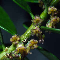 Flowers on garden shrub, ex-Maud Island, Pelorus Sound.<br>Photographer: Colin C. Ogle, Date taken: 01/07/1985, Licence: <a target='_blank' href='https://creativecommons.org/licenses/by-nc/4.0'>CC BY-NC</a>. <a class='member-message' href='/nzpcn/why-join-nzpcn/' target='_blank'>Members can view a larger version of this image.</a>