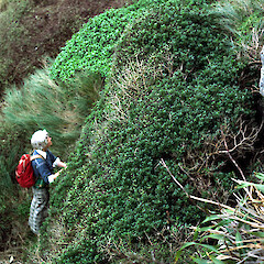 Single large shrub appressed to steep coastal slope, Mana Island.<br>Photographer: Colin C. Ogle, Date taken: 22/07/1984, Licence: <a target='_blank' href='https://creativecommons.org/licenses/by-nc/4.0'>CC BY-NC</a>. <a class='member-message' href='/nzpcn/why-join-nzpcn/' target='_blank'>Members can view a larger version of this image.</a>