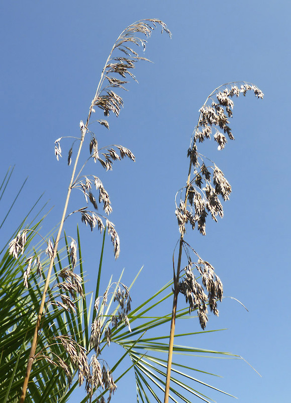 Ampelodesmos mauritanicus • New Zealand Plant Conservation Network